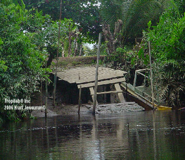 Amazon forest