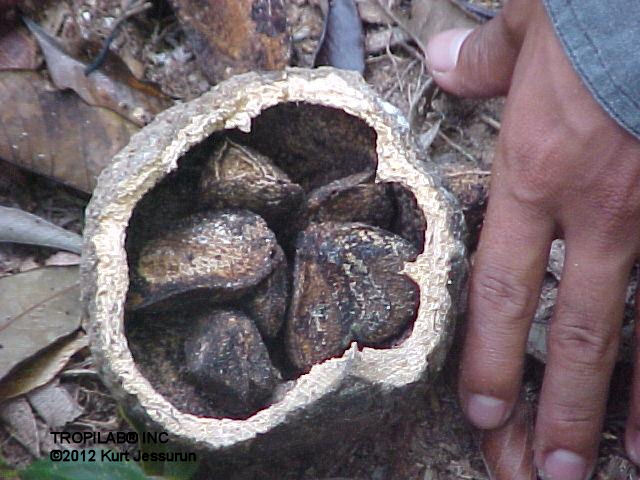 Bertholletia excelsa