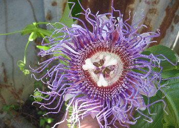  Passion flower