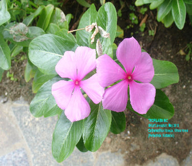 Vinca rosea