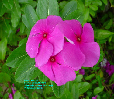 Vinca rosea