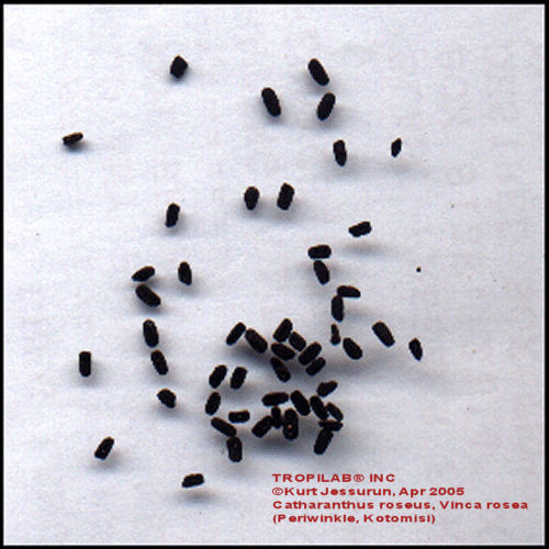 Vinca rosea seeds