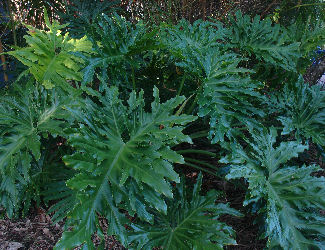 Splitleaf philodendron