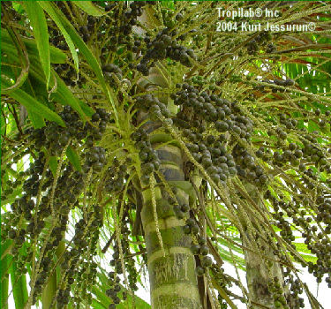 Euterpe oleracea - Acai fruits