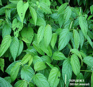 Piper angustifolium - Spiked pepper, also called Matico, has antimicrobial 
and cytotoxic activities. Effective against gynecological maladies and vaginitis