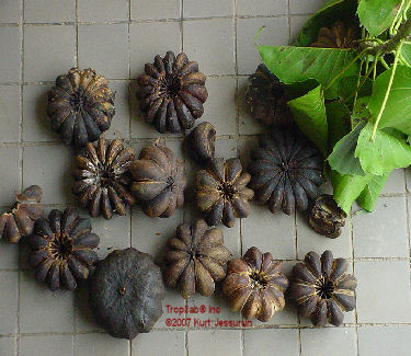 Hura crepitans seedpods