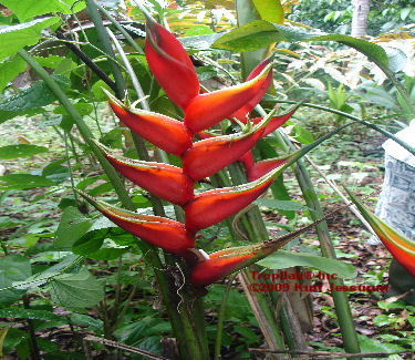 Heliconia bihai - Lobster claw red