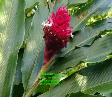 Round Alpinia purpurata 