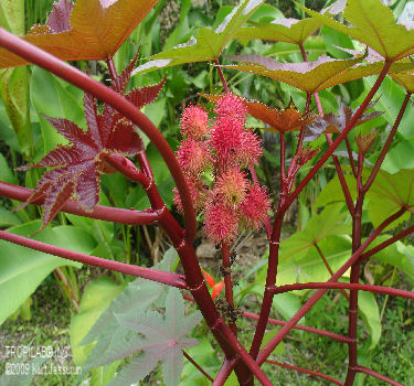 Ricinus carmencita-Castor beans