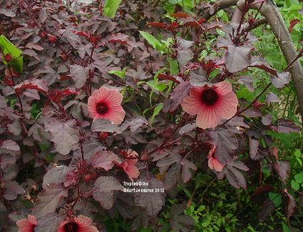 Hibiscus sabdariffa