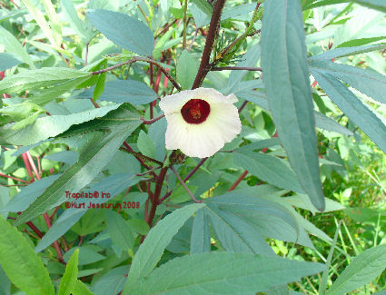 Hibiscus sabdariffa