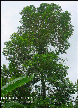 Eugenia polyantha