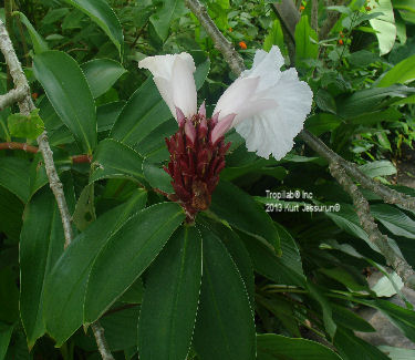 Costus barbatus