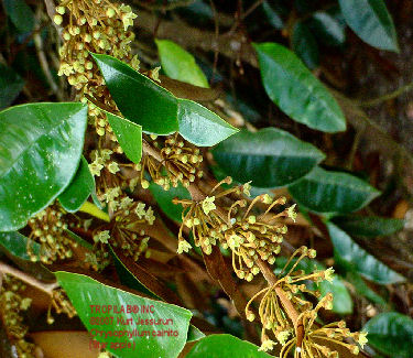 Chrysophyllum cainito (Star apple) flowers