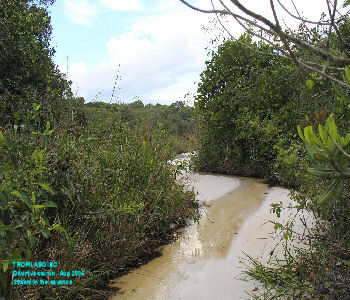 Stream in the savanna