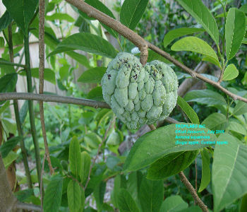 Annona squamosa