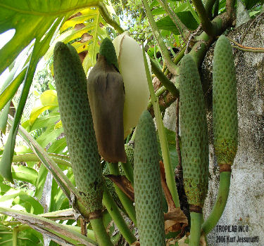 Monstera deliciosa