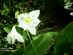 Water spider lily