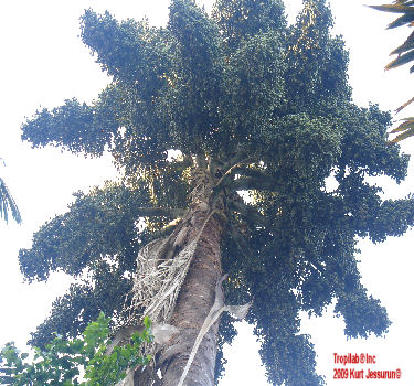 Talipot fruits on tree