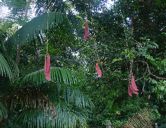 Young Walaba seedpod