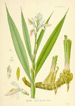 ALPINIA GALANGA