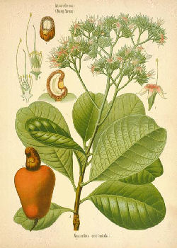 CASHEW APPLE