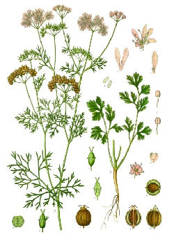 CORIANDER