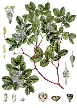 LIGNUM VITAE