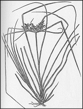 Cyperus Rotundus