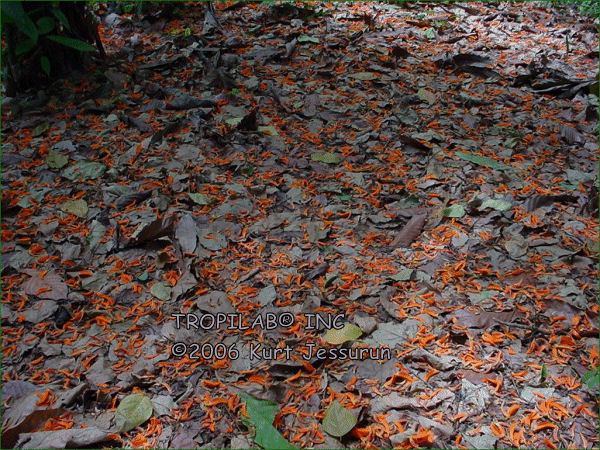 Fallen leaves and flowers