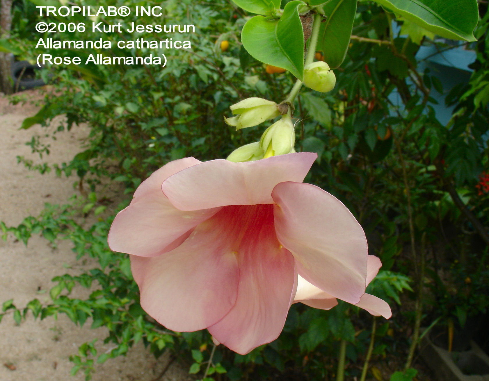 Allamanda cathartica 