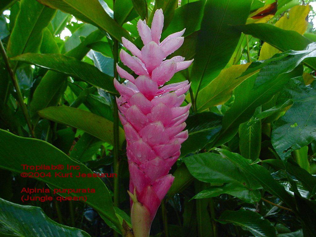 Alpinia purpurata, Jungle Queen