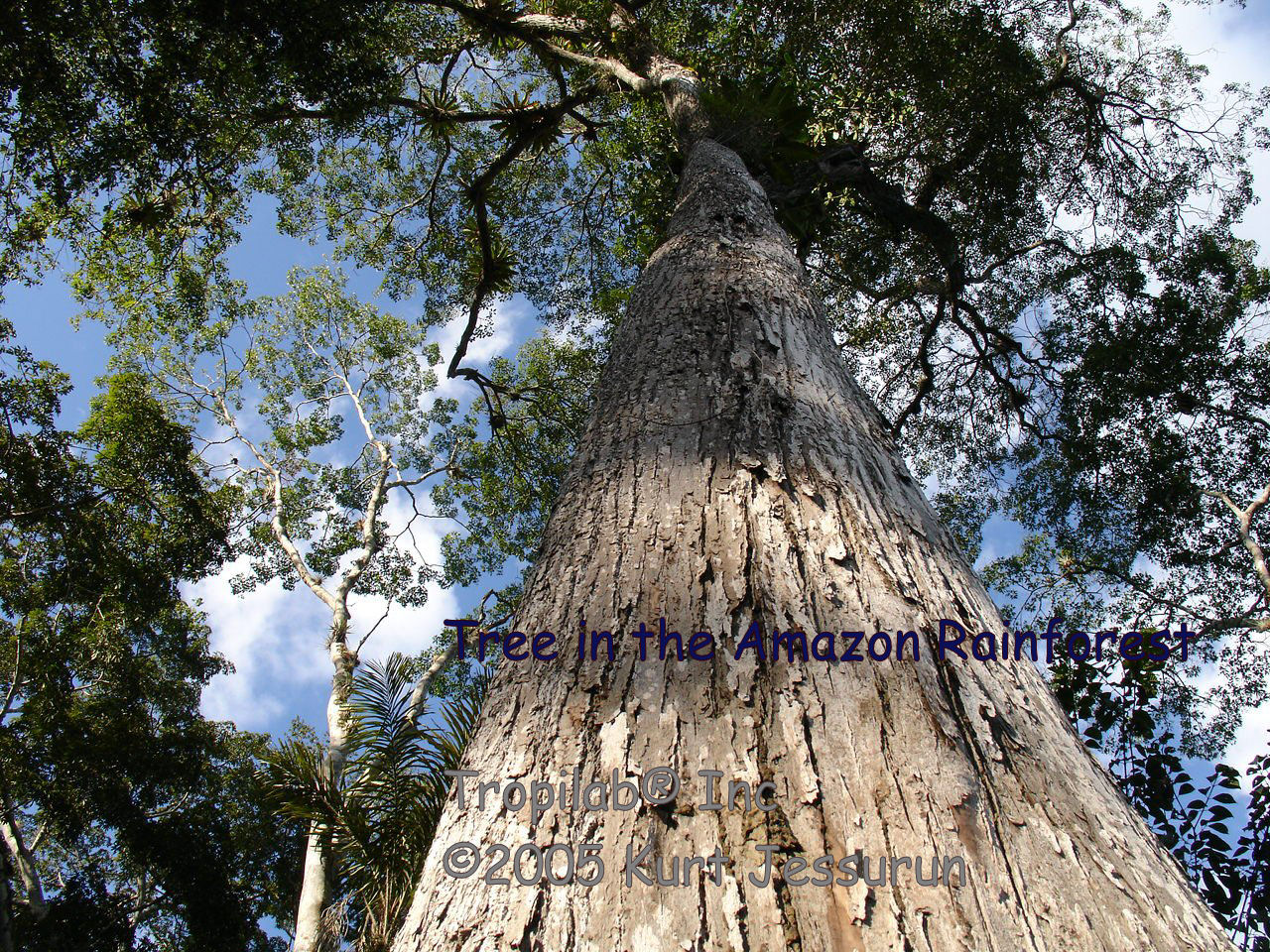 Big tree in the amazon rainforest