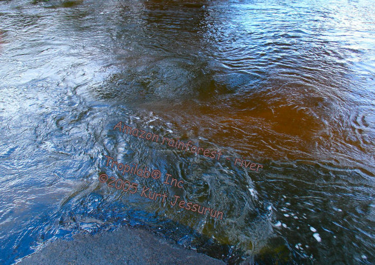 River in the amazon rainforest 