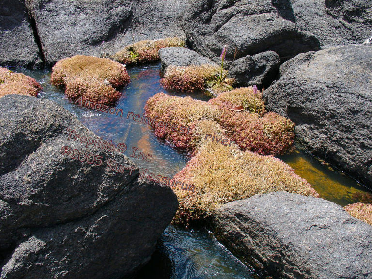 Rocks in the Amazon rainforest river