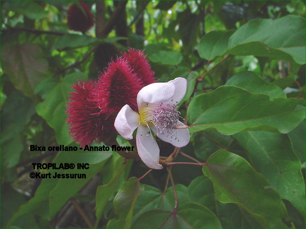 Bixa orellano - Annato flower