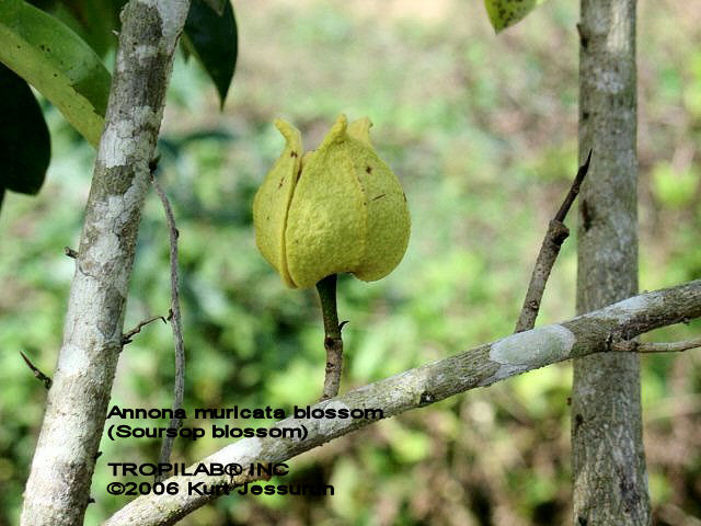 Annona muricata 