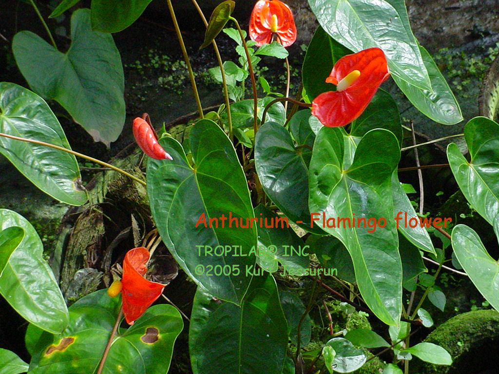 Anthurium - Flamingo flower