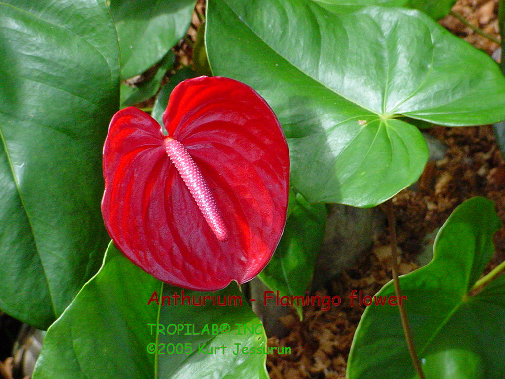 Anthurium - Flamingo flower