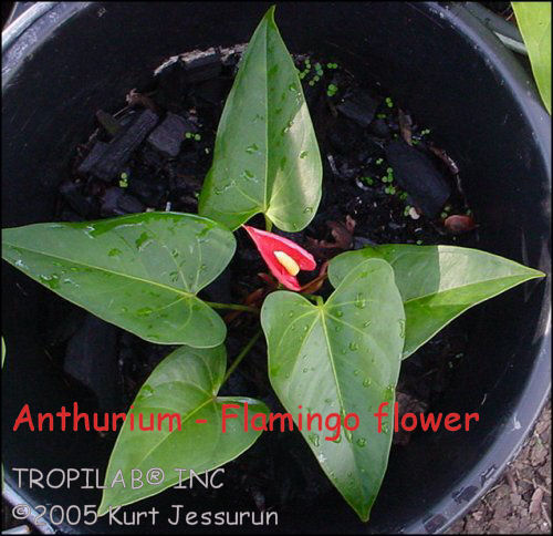 Anthurium - Flamingo flower