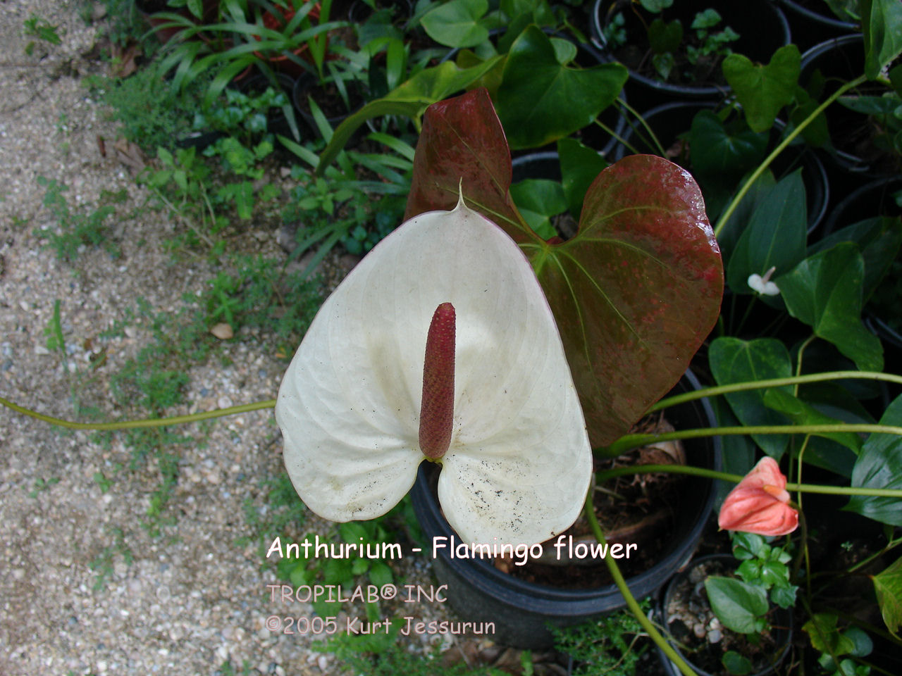 Anthurium - Flamingo flower