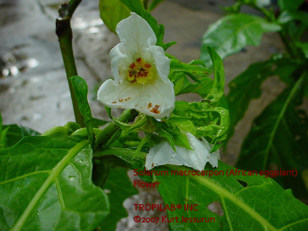 Solanum macrocarpon - African eggplant