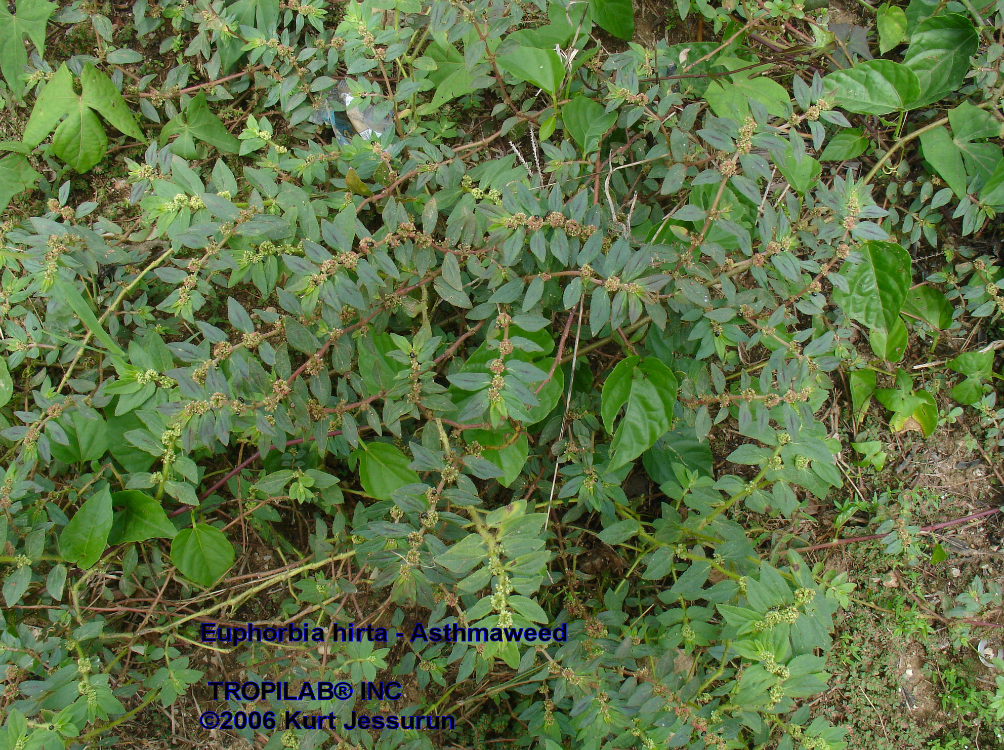 Euphorbia hirta