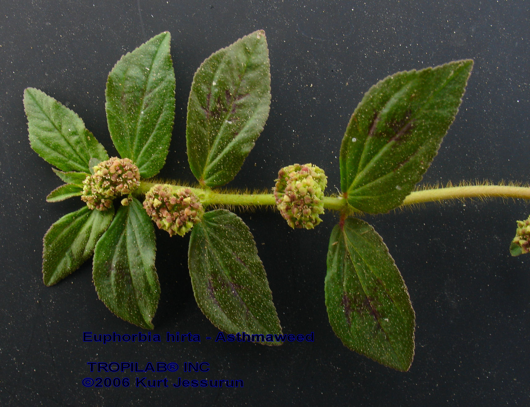 Euphorbia hirta