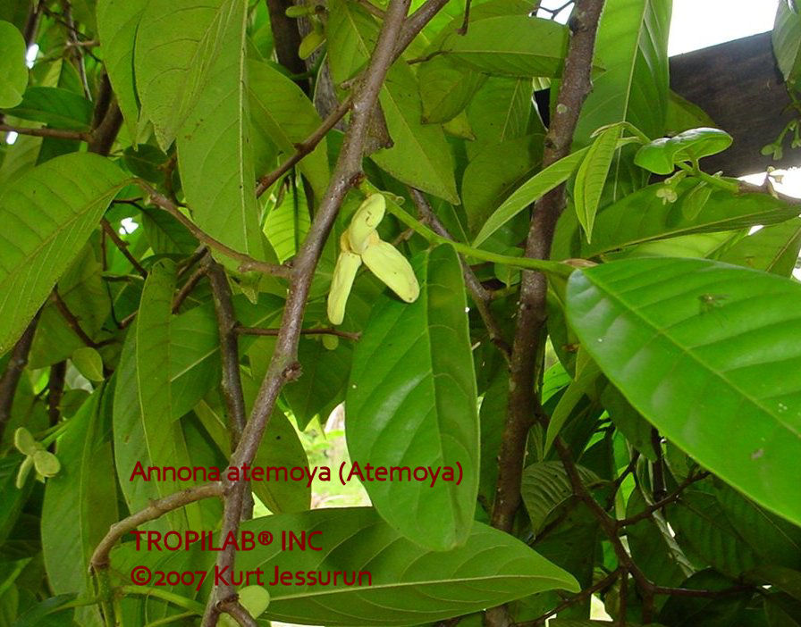 Annona atemoya flower