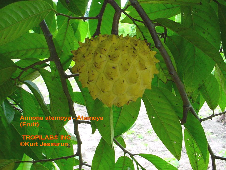 Annona atemoya