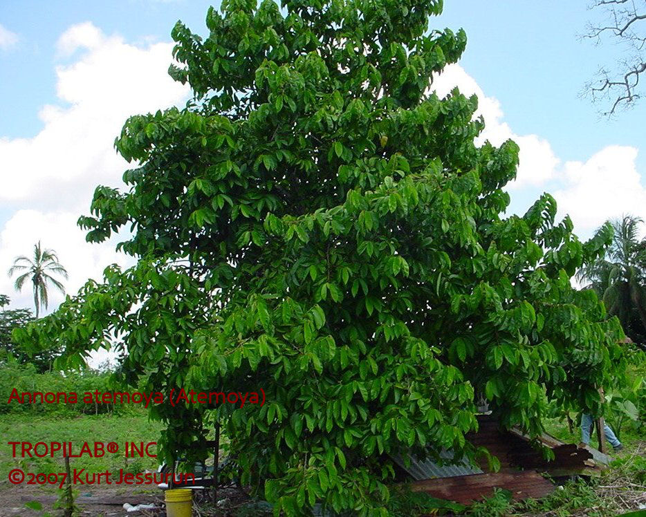 Annona atemoya tree