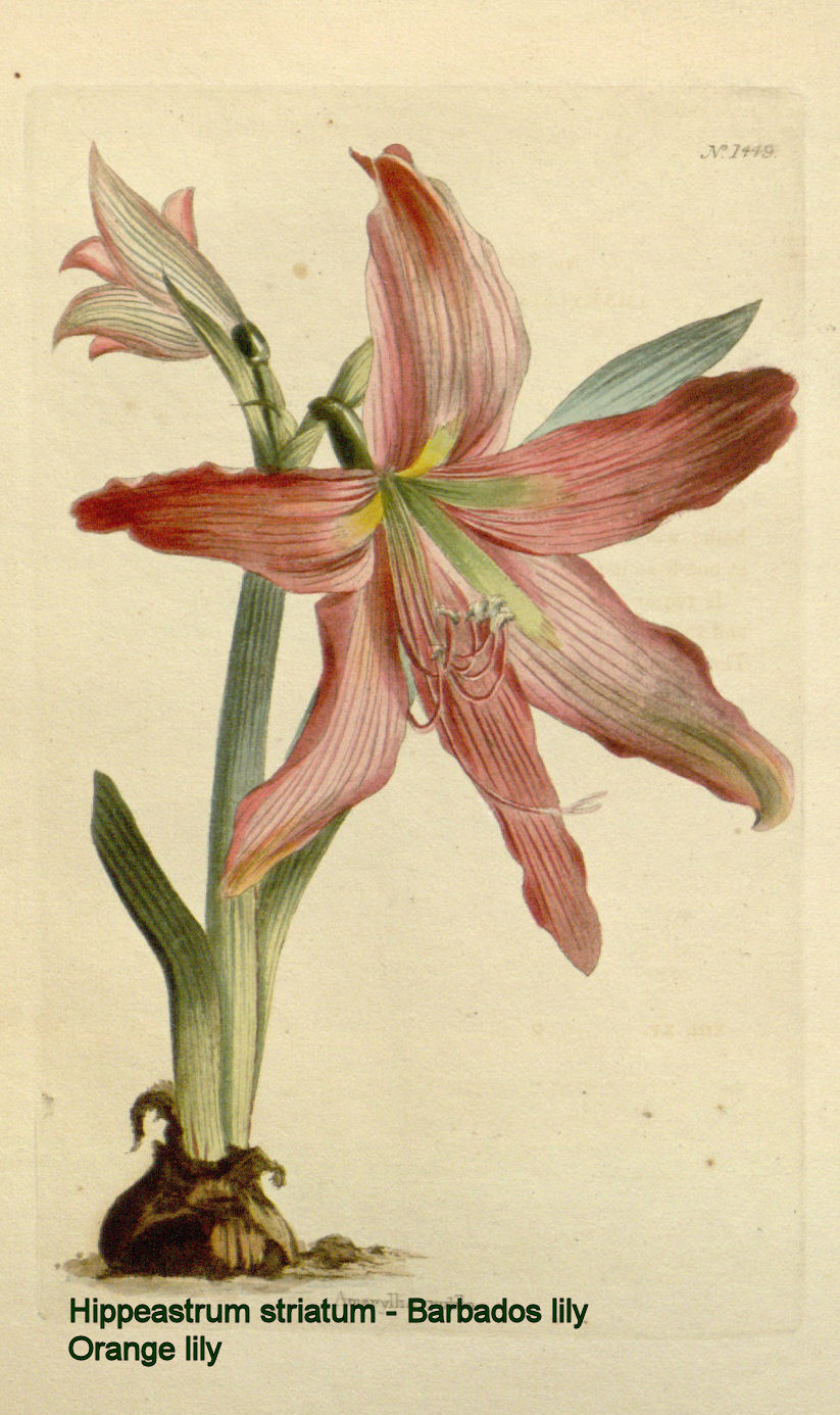 Hippeastrum striatum - Barbados lily