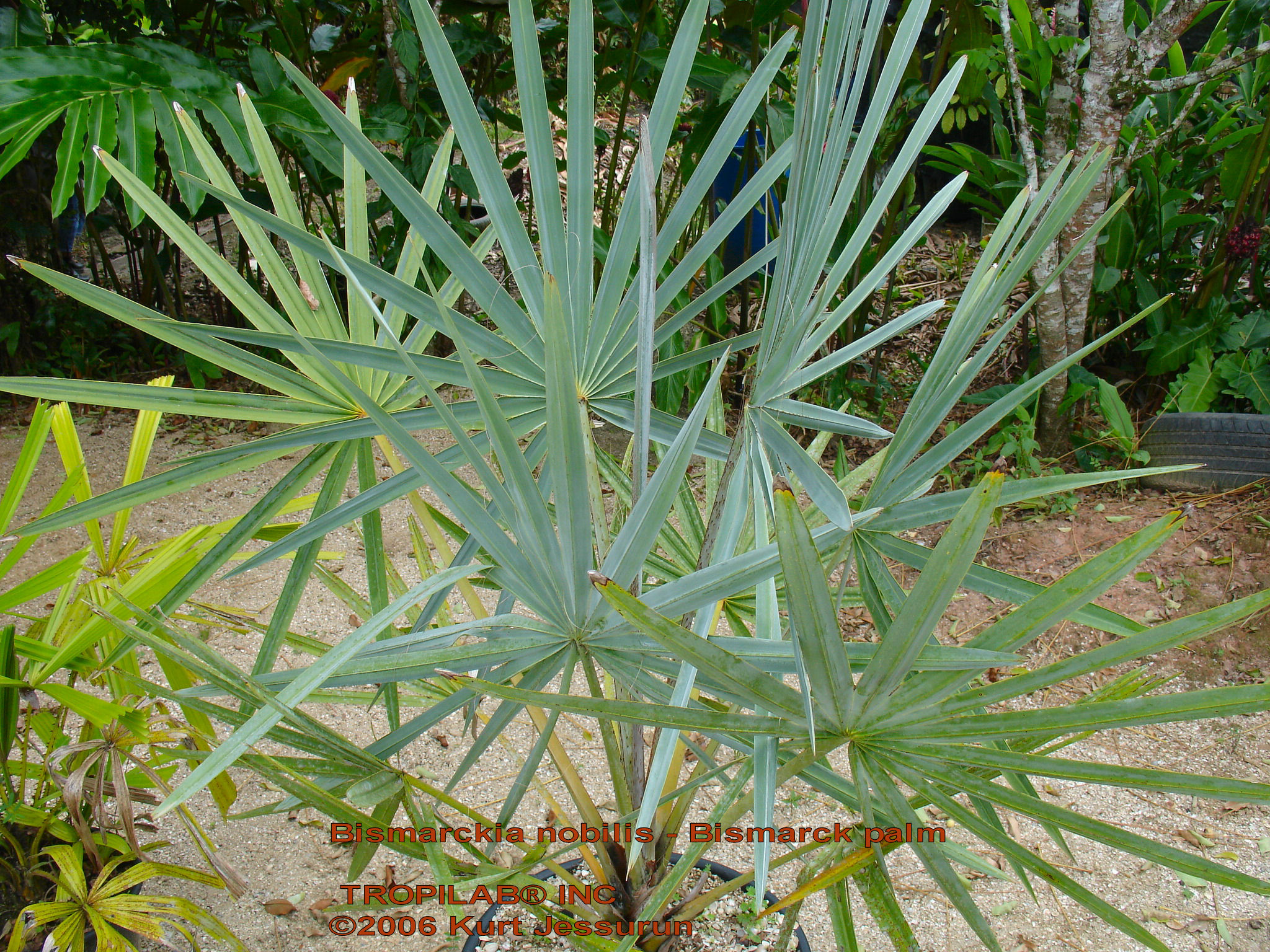 Bismarckia nobilis - Bismarck palm