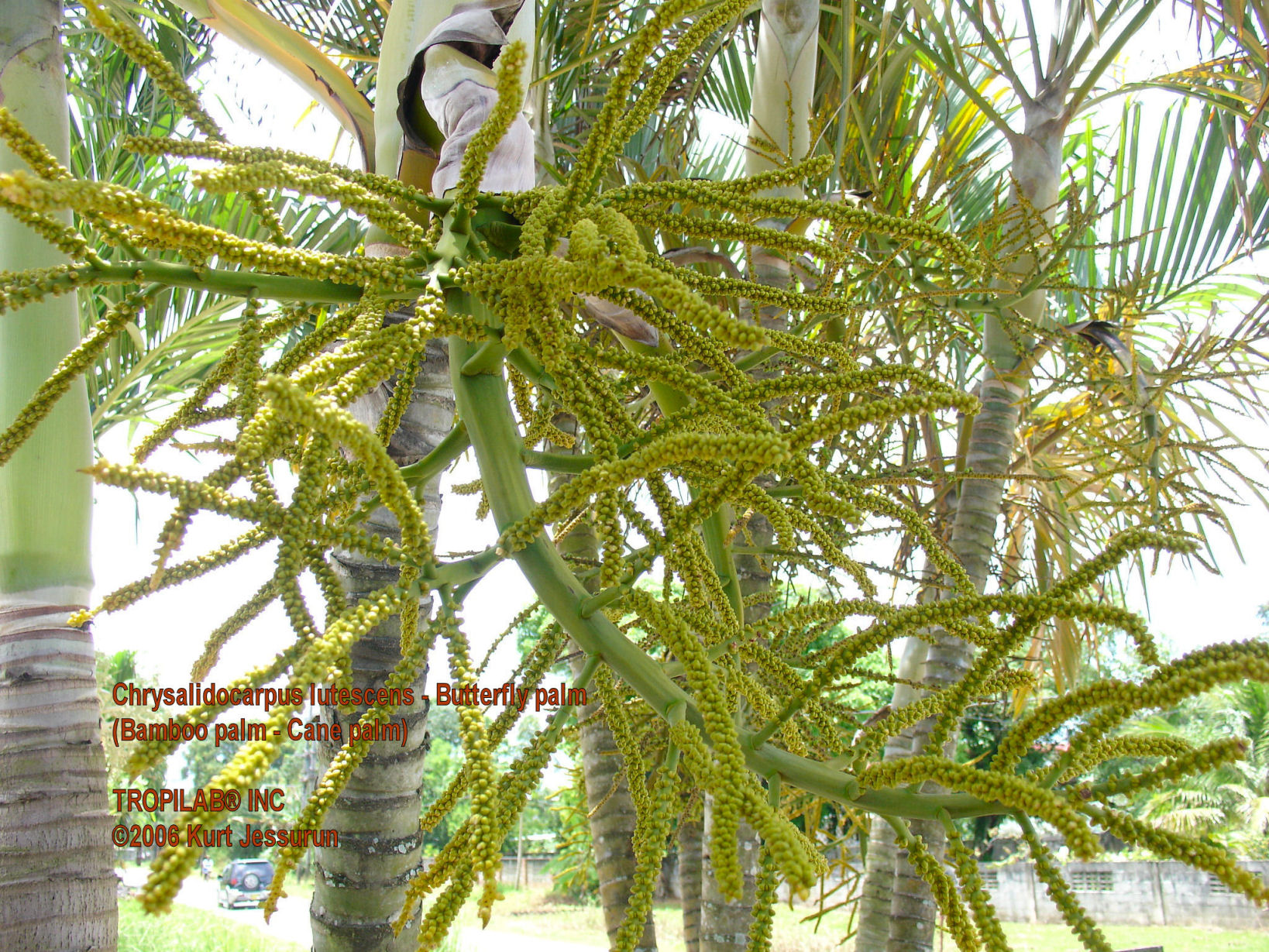 Chrysalidocarpus lutescens - Butterfly palm 